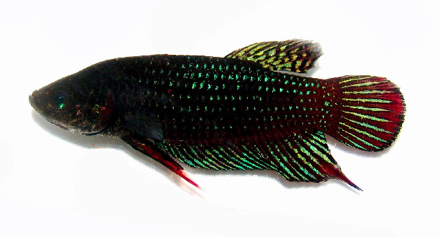 ปลากัดลูกหม้อ กัดภาคใต้
Betta imbellis   Ladiges, 1975  
Crescent betta 
ขนาด 5cm
ปลากัดลูกหม้อ 