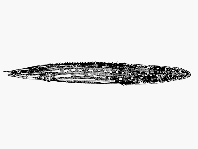ปลากระทิงไฟ กระทิงลายดอกไม้
Mastacembelus erythrotaenia   Bleeker, 1850  
Fire eel  
ขนาด 50cm
ป