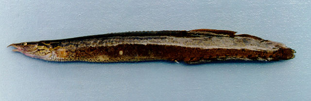 ปลากระทิงผ้าร้าย
Mastacembelus favus   Hora, 1924  
Tire track eel  
ขนาด 60cm
ปลาชนิดนี้หายาก ม