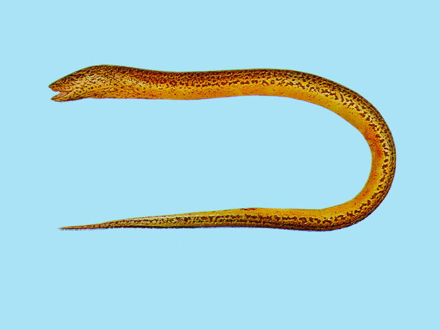 ปลาไหลนา
Monopterus albus   (Zuiew, 1793)  
Asian swamp eel  
ขนาด 100cm
ปลาไหลป้ายแดง :laughing