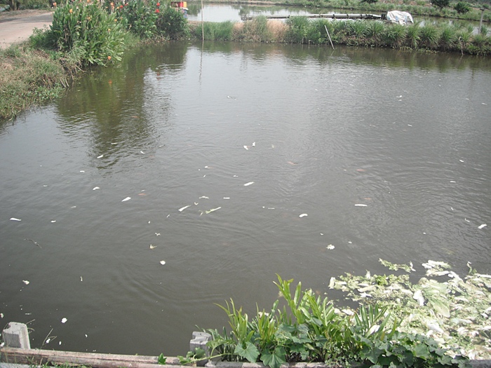 บ่อปลานิล ตะเพียน ยี่สก หลากหลายชนิ