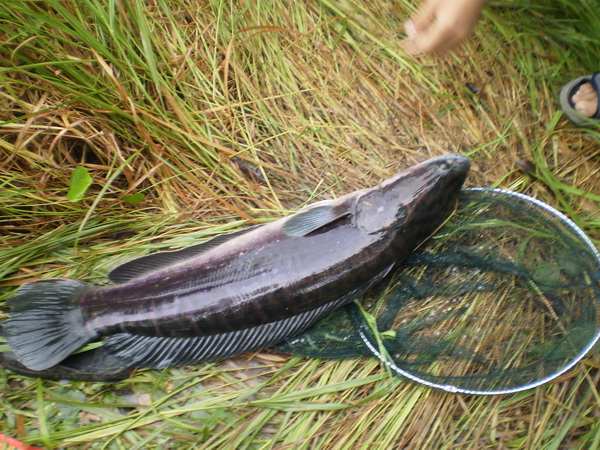 สูตร นี้ผมก้อได้มาจาก Siamfishing นี้ละครับน้า ขอบอกว่า สุดยอด  แต่ผมเพิ่ม ใส่ใข่ใช้เนื้อไก่ชุบเลือด