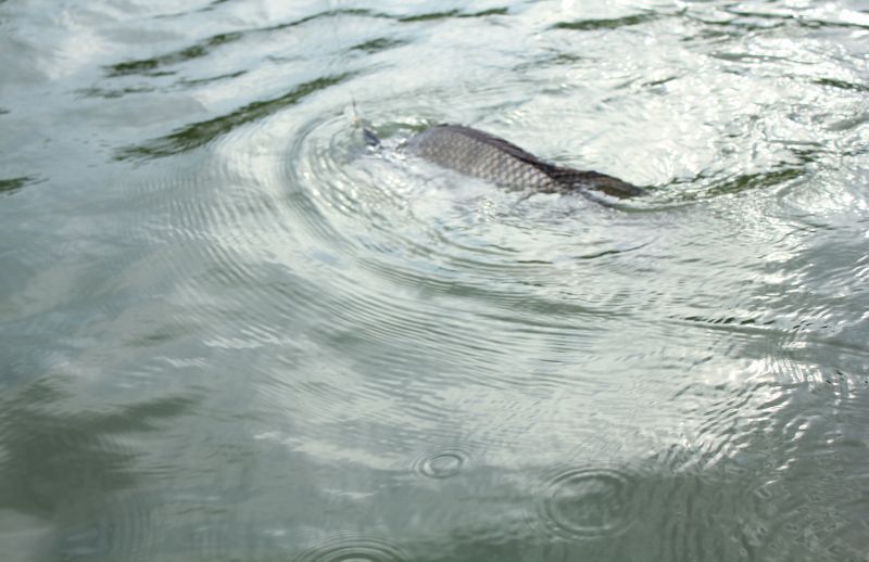  [b]หลังอย่างนี้.....นี่มัน ปลา ニンという魚
นี่นา ( ปลานิลนั้น