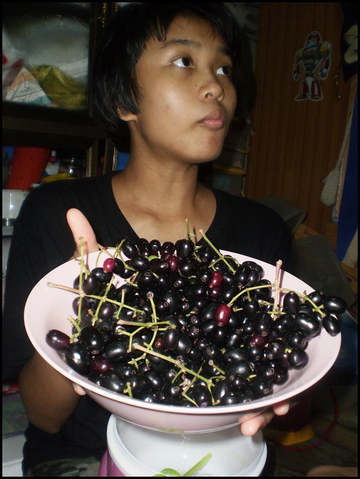 กลับบ้านตอนเย็น...เอาลูกหว้ามาฝากแม
