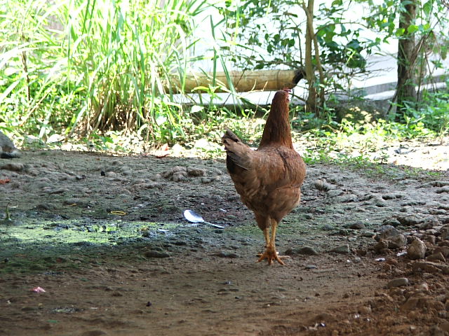 นั้นไก่เบตง น่าทำข้าวมันซ่ะ