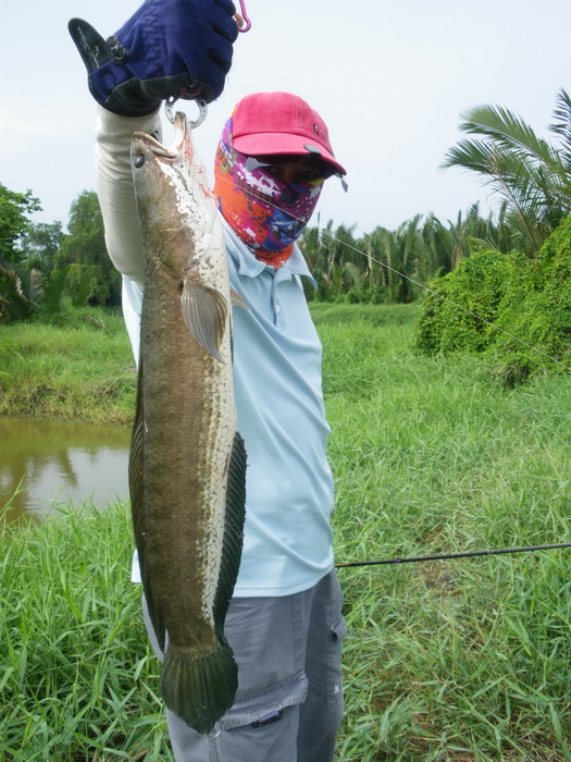 ตัวนี้ใหญ่อ้วนพุงป่อง...ไม่ยาวสู้เป