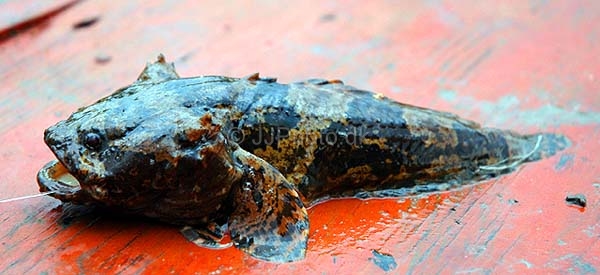 ปลาคางคกทะเล ปลาย่าดุก
Allenbatrachus grunniens   (Linnaeus, 1758)  
Grunting toadfish  
ขนาด 30c