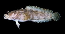 ปลาคางคกน้ำกร่อย
Batrachomoeus trispinosus   (Günther, 1861)  
Three-spined frogfish  
ขนาด 
