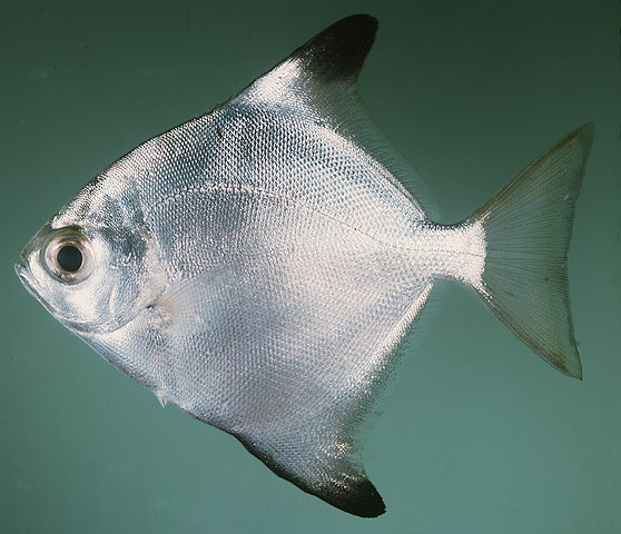 ปลาผีเสื้อเงิน
Monodactylus argenteus   (Linnaeus, 1758)  
Silver moony  
ขนาด 20cm
ในทะเลสาบเคย