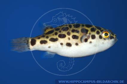 ปลาปักเป้าเขียวจุด
Tetraodon nigroviridis   Marion de Procé, 1822  
Spotted green pufferfis