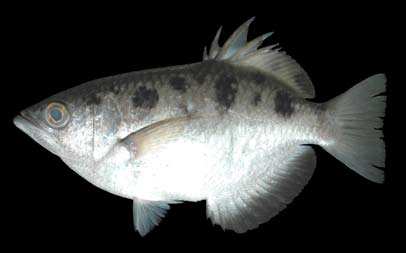 ปลาเสือพ่นน้ำ
Toxotes chatareus
(Hamilton, 1822)
Spotted Archerfish 
ขนาด 25cm