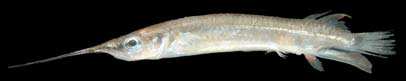 ปลาเข็มแม่น้ำ
Zenarchopterus dunckeri
Mohr, 1926
Duncker's River Garfish ขนาด 12cm