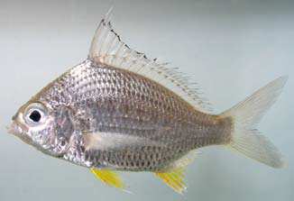 ปลาดอกหมากครีบสั้น
Gerres erythrourus
(Bloch, 1791)
Deepbody Silverbiddy ขนาด 30cm