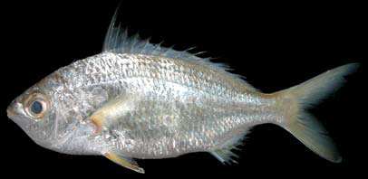 ปลาดอกหมากแคระ
Gerres oyena
(Forsskål, 1775)
Common Silverbiddy ขนาด 15cm