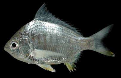 ปลาดอกหมากสั้น
Gerres phaiya
Iwatsuki and Heemstra, 2001
Strongspine Silverbiddy 
ขนาด /0cm