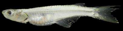ปลาบู่ใส
Neostethus lankesteri
Regan, 1916
One-horned Priapiumfish 
ขนาด 3m