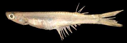 ปลาบู่ใส
Neostethus bicornis
Regan, 1916
Two-horned Priapiumfish  

ขนาด 2.5cm