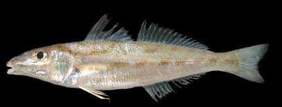 ปลาเห็ดโคนจุด
Sillago aeolus
Jordan and Evermann, 1902
Oriental Sillagoขนาด 30cm