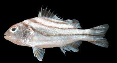 ปลาข้างตะเภาลายโค้ง
Terapon jarbua
(Forsskål, 1775)
Jarbus Terapon 
ขนาด 40cm