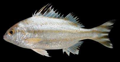 ปลาข้างตะเภาเกล็ดแข็ง
Terapon theraps
Cuvier, 1829
Largescaled Teraponขนาด 25cm