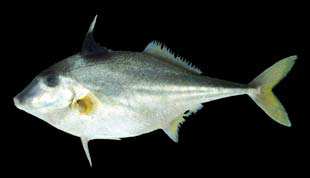 ปลาวัวจมูกสั้น
Triacanthus biaculeatus
(Bloch, 1786)
Shortnosed Tripodfish ขนาด 25cm