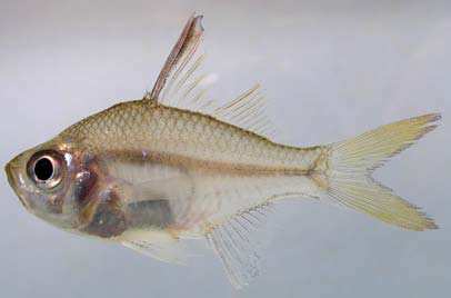 ปลาขี้จิ้น
Ambassis interruptus
Bleeker, 1852
Longspined Perchlet ขนาด 7cm