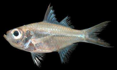 ปลาขี้จิ้น
Ambassis urotaenia
Bleeker, 1852
Bleekerfs Perchlet ขนาด 5 cm