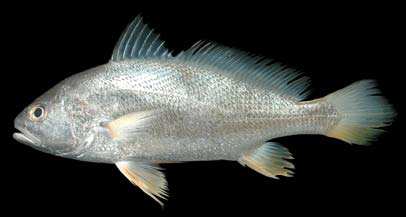 ปลาจวดค่อม
Nibea soldado
(Lacepède, 1802)
Soldier Croaker ขนาด 40cm