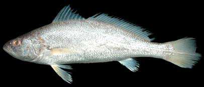 ปลาจวดเขี้ยว
Otolithes ruber
(Bloch and Schneider, 1801)
Tigertooth Croaker ขนาด 60cm