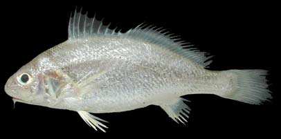 จวดหน้าสั้น

Dendrophysa russelli
(Cuvier, 1829)
Goatee Croaker ขนาด 20cm

