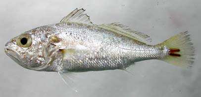 ปลาจวดครีบเทา
Pennahia anea
(Bloch, 1793)
Donkey Croaker 
ขนาด 25cm