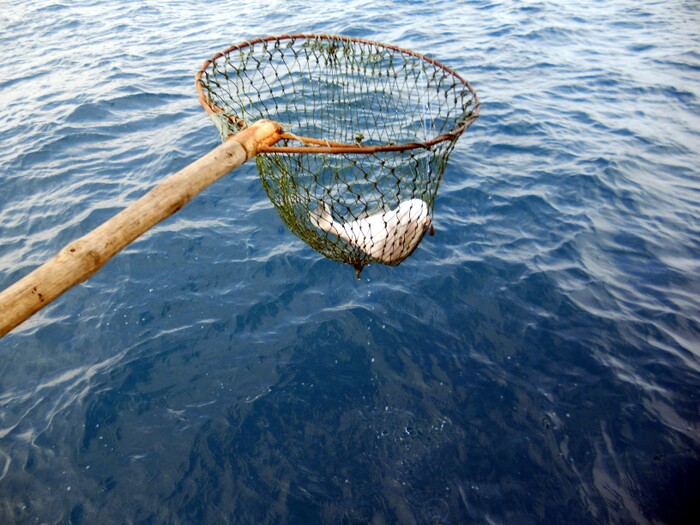 เอ้านั่น.... ข้างลำเรือ มีส่งเสียงอีก