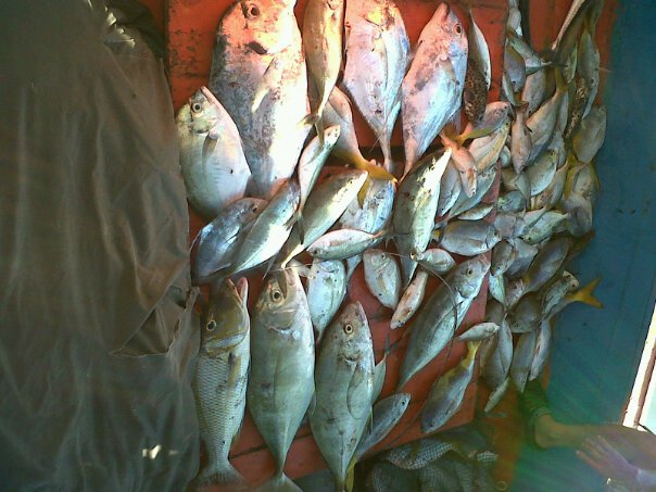 จบแล้วครับ สนใจตกปลาทางทะเลชุมพร

ติดต่อผม ไต๋แมน 087-8924266 ครับ 

ปีนี้ปลาเข้าดีมากกินทุกกองเ