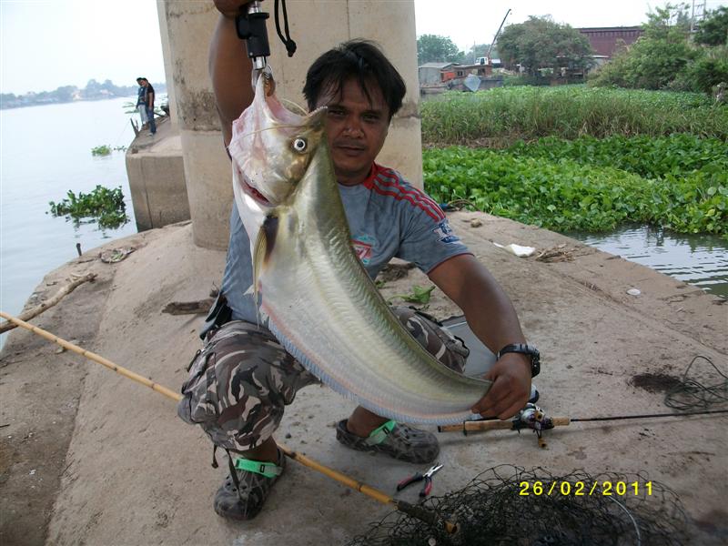 
2. ปลาเบี้ยว หรือ คางเบือน   เป็นปลาล่าเหยื่อที่อาศัยอยู่ในระดับน้าค่อนข้างลึกเป็นปลาที่มีขนาดโตเต