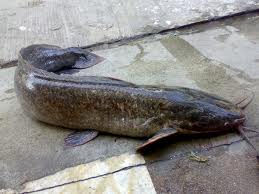 ปลาดุก   เป็นปลาที่หากินระดับหน้าดิน อยู่ในน้ำค่อนข้างตื้นริมตลิ่ง ออกหากินเวลากลางคืน กลางวันก็กินค