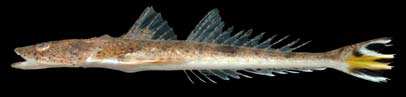 ต่อครับ
ปลาหางควาย
Platycephalus indicus
(Linnaeus, 1758)
Bartail Flathead 