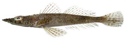 ปลาหัวแบน
Inegocia japonica
(Tilesius, 1812)
Japanese Flathead 
ขนาด 30cm