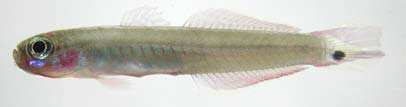 ปลาลูกดอก
Parioglossus palustris
(Herre, 1945)
Borneo Hoverer Goby ขนาด 10cm