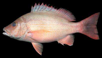 ปลาจรวดแดง
Lutjanus fulviflamma
(Forsskål, 1775)
Blackspot Snapper ขนาด 60cm