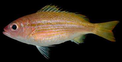 ปลานกขมิ้น กะพงข้างเหลือง
Lutjanus lutjanus
Bloch, 1790
Bigeye Snapper 
ขนาด 30cm