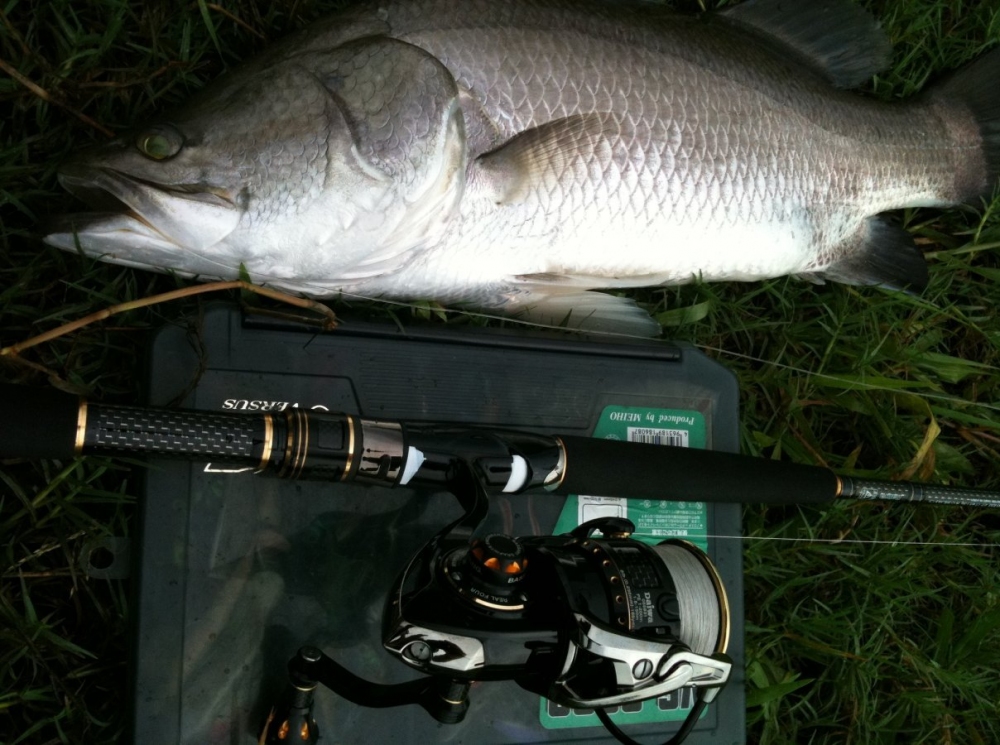 Sea Bass Rod :           Daiwa  Morethan Branzino  82LL  +  Daiwa Exist  Hyper Branzino Custom 2508R