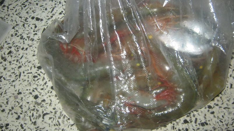 ยังเหลือ กุ้ง  ไปกินอีกถุงหย่ายๆคับ   :umh: