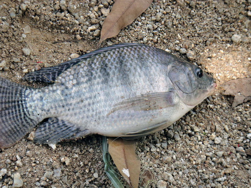 ขึ้นบกแล้วครับ        แหม... อวบจิงน่ะ ตะเองงง :kiss: :kiss: :kiss: