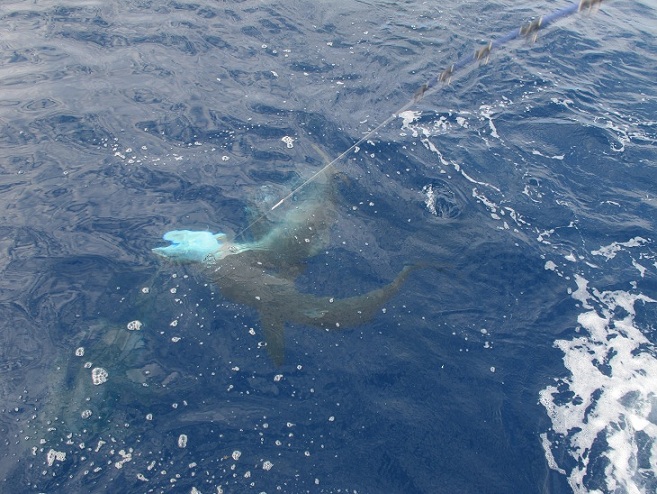 ภาพชุดนี้ ฉลามรุมกัดทูน่าที่ติดเบ็ดคับ

   เหตุการณือย่างนี้ เกิดบ่อยมากๆ จนเป็นเรื่องธรรมดาเลยคับ