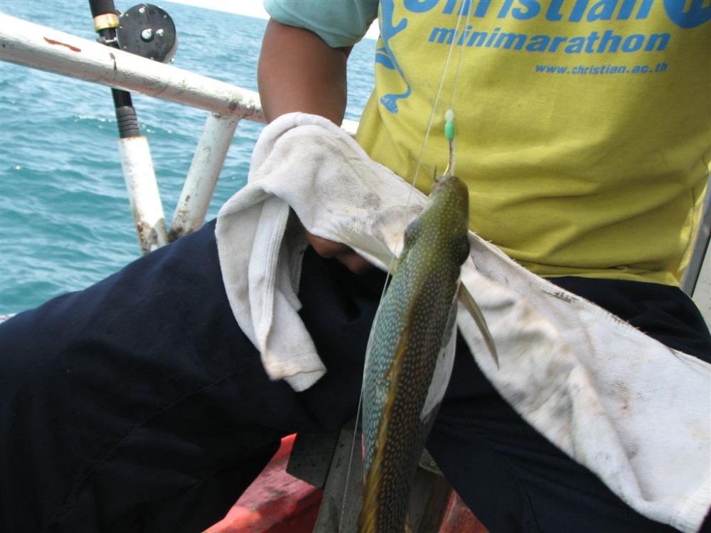 ปลาสลิดหินพวกนี้ เวลาปลดต้องระวังด้วยนะครับ 
เวลาปลดเบ็ดออกจากปากปลาควรหาผ้าที่หนาๆ มากจับตัวปลาไว้