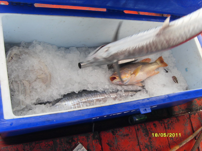 ปลาเริ่มกินเหยื่อเป็นระยะๆ ครับสลับกับปลาหน้าดิน วันนี้ปลาฉวยเหยื่อกว่า15 ครั้ง ได้มา ทั้งหมด 13 ตัว
