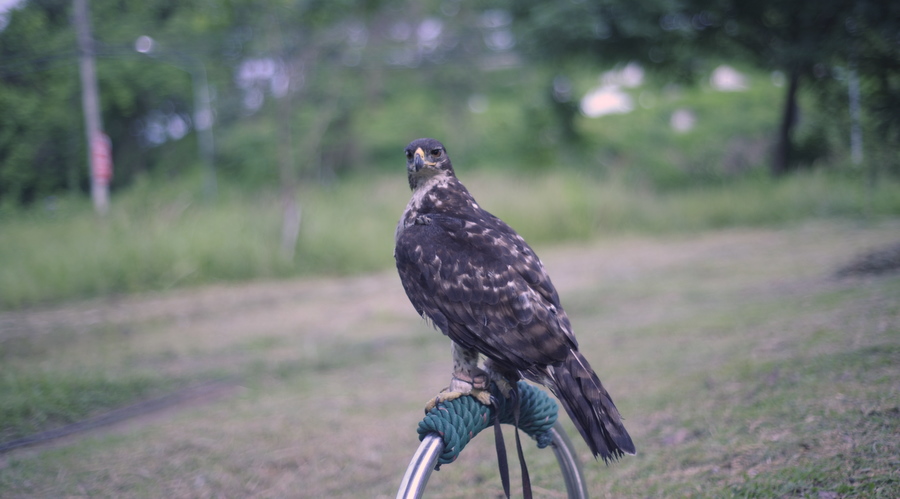   CASSINS HAWK EAGLE สภาพของขนยังไม่สมบูรณ์ครับเดินทางมาไกลเหลือเกินครับคงต้องรอการผลัดขนกันอีกรอบสอ
