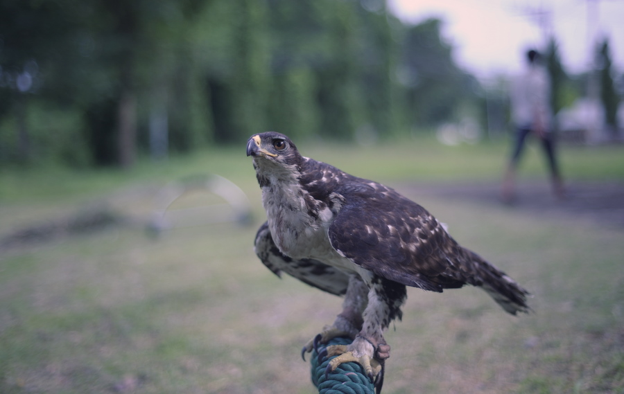 CASSINS HAWK EAGLE    เป็นครั้งเเรกเลยก็ว่าได้ครับที่คนไทยได้มีโอกาสได้เก็บภาพกันเเบบใกล้ๆเลยครับขนา