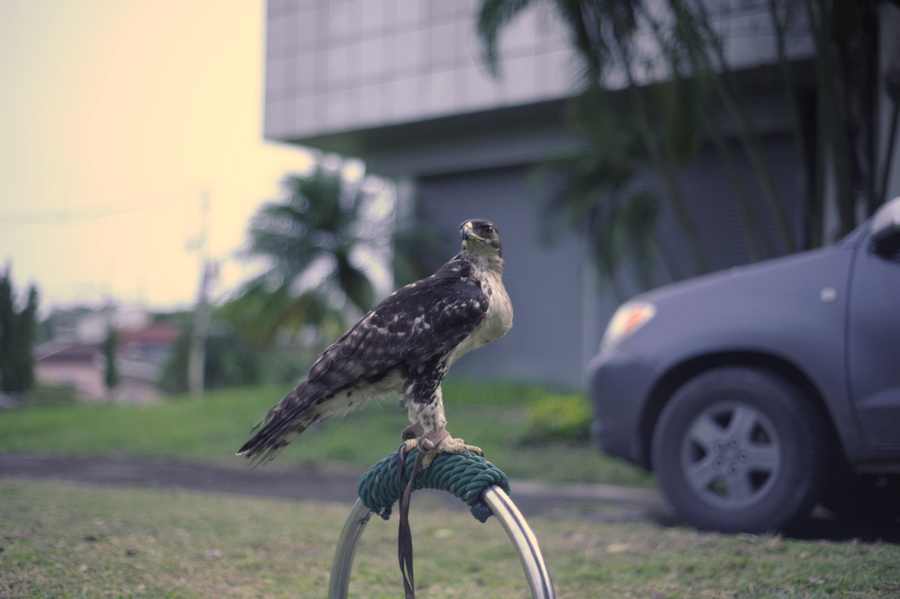 CASSINS HAWK EAGLE  สำหรับตัวผมเเล้วเเค่ได้มีโอกาสเก็บภาพเจ้านกตัวนี้เเละได้เห็นกันใกล้ๆยังงี้ก็ถือว