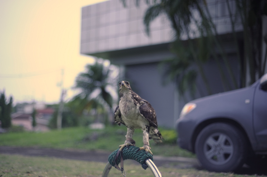  CASSINS HAWK EAGLE  :blush: